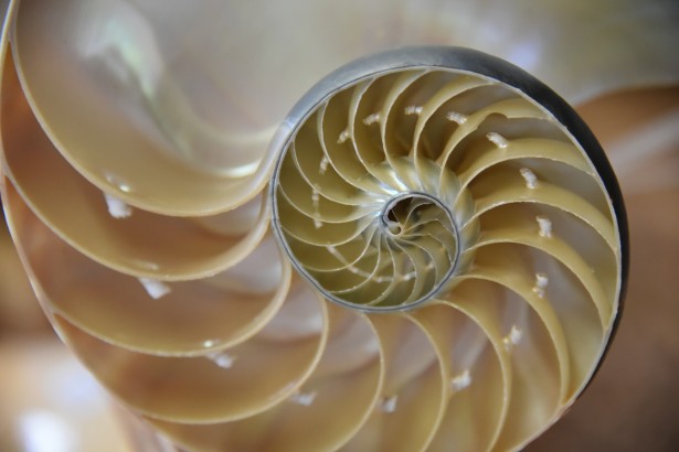 nautilus cut away shell